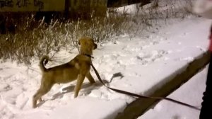 Жорка (Мой щенок похож немного на бульдога и на дога...))