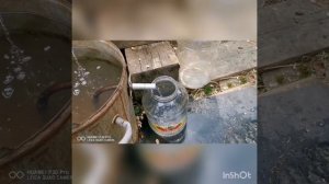 Пихтовое масло из пихты сибирской (часть 2)