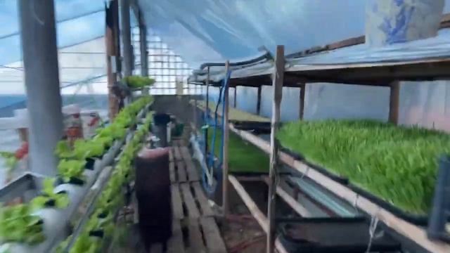 Поскдка вертикальная салат Афицион смотреть онлайн