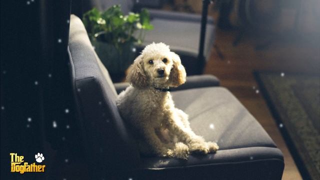 Sleep Music For Dogs ~ POODLE Chakra Music For Dogs ~ Dog Relaxing Music смотреть онлайн