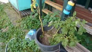 Выращивание картошки в ведре  Эксперимент