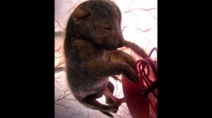 10 НЕВЕРОЯТНЫХ ФОТОГРАФИЙ ЖИВОТНЫХ В ЧРЕВЕ МАТЕРИ