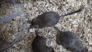 Дегу в домашних условиях: содержание и уход