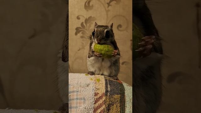 БЕЛКА ЛЕТЯГА! FLYING SQUIRREL! 飞鼠 #animals #flyingsquirrel #momonga #squirrel #anime #cute #world