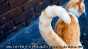 Почему кошки виляют хвостом: варианты что это значит
