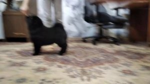 чау чау чёрный смуф