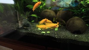 Кормление рыб в общем аквариуме. Какие корма я использую. Цихлиды и сомы в аквариуме с растениями