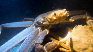 Дайвинг на Камчатке. Седьмой Пирс. 26 апреля 2020