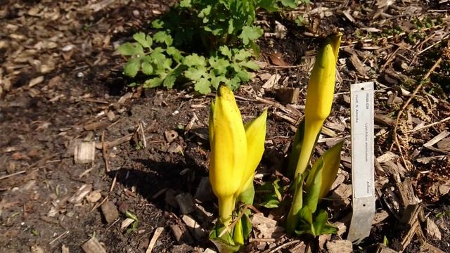 Лизихитон американский (Lysichiton americanus) и Лизихитон камчатский (Lysichiton camtschatcensis)