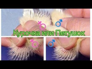 Как определить цыплёнока - курочка или петушок
