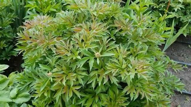 Пион «Бартзелла» смотреть онлайн