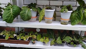 Глоксинии на улице летом.