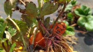 Обзор рассады клубники Аврора Мунира с открытой корневой