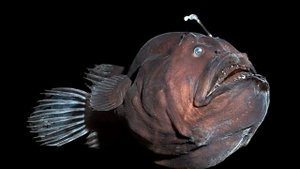 ТОП 5 РЕАЛЬНО СУЩЕСТВУЮЩИХ ПОДВОДНЫХ МОНСТРОВ!