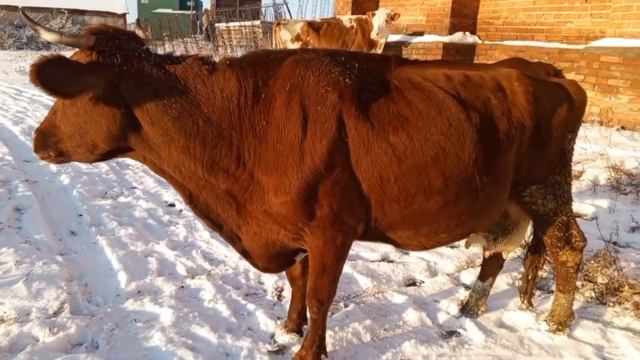 Раздой коровы после отела. Мой опыт раздоя первотелки в этом году! смотреть онлайн