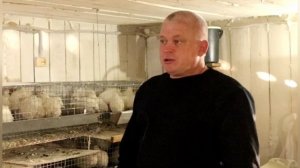 С чего начинать выращивание перепелов???