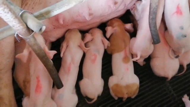 Crossbreeding Largewhite x Duroc смотреть онлайн