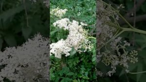 ТАВОЛГА ВЯЗОЛИСТНАЯ ИЛИ ЛАБАЗНИК - природный ТРОМБО АСС.