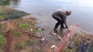 РЫБАЛКА НЕВОДОМ | НЕВОДИМ ЛЕЩА У СВОЕЙ БАНИ | Столько много рыбы на невод мы ещё не ловили
