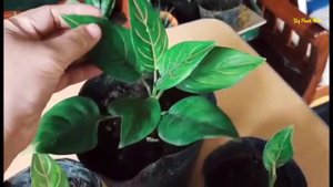 AGLAONEMA ROTUNDUM TIGER PLANT AND ITS ORIGIN | bigplantmom