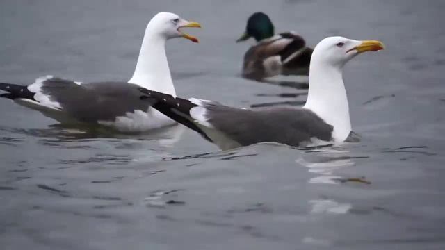 Рейкьявик, Исландия. Лето, 2013 смотреть онлайн