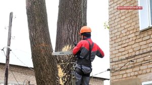 Избавление от старых тополей