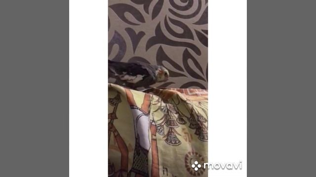 #harizma_ptichka_asorti Самец кореллы поет смотреть онлайн