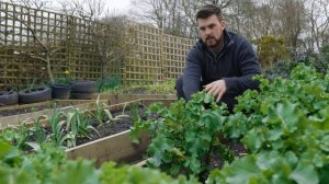 19 Советов По Огородничеству Для Получения Потрясающих Урожаев Без Перекопки