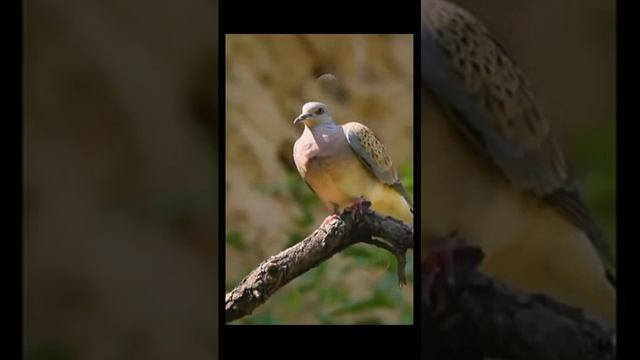 Звук природы. Пение птицы Инкская горлица