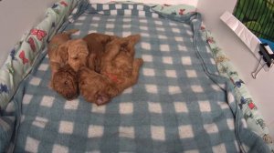 Щенки Той Пуделя 25 д. / Toy Poodle