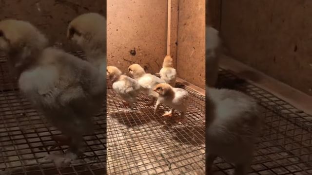 Паливий голубая брама смотреть онлайн