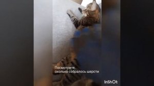 Кот балдеет 😺 от массажа