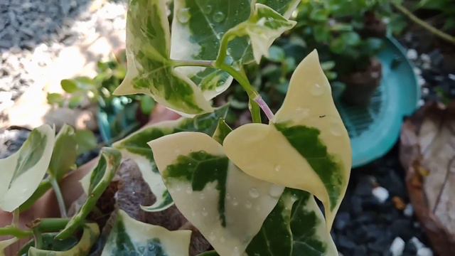 online plants //low cost plants //home garden #kerala #malayalam #gardening #hangingplants #flower