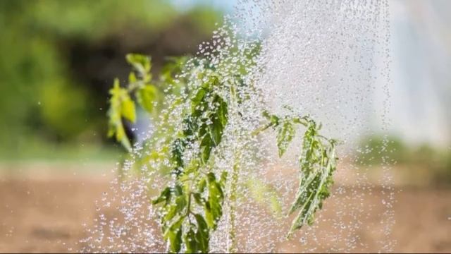 ✅ Полив холодной водой без вреда - как правильно поливать растения смотреть онлайн