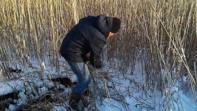 Маленький Огородик Елены Тереховой -  Заготовка Камыша