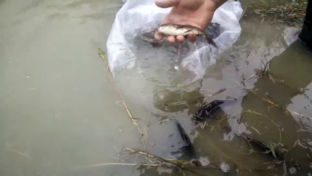 Карп зеркальный. Выпускаем в пруд, на зиму. смотреть онлайн