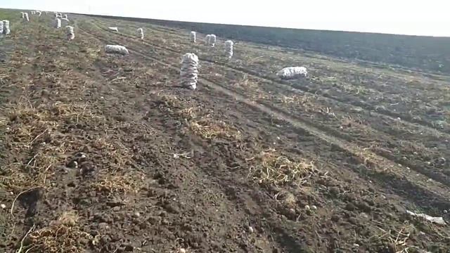 04.09.2018 г. Сорт Гала. Копаем!!! смотреть онлайн