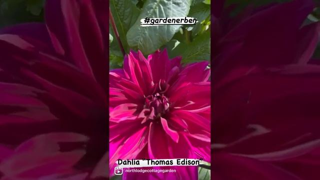 Dinnerplate Dahlia “ Thomas Edison” #gardenerben follow my Instagram￼ (northlodgecottagegarden)￼