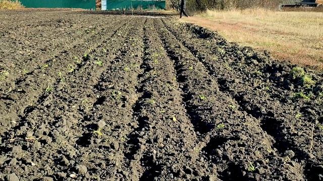 ВСЕГДА ТАК САЖАЮ ЧЕСНОК!!! Урожай каждый год!!! смотреть онлайн