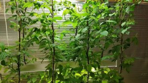 Триходерма и микориза на клубнике