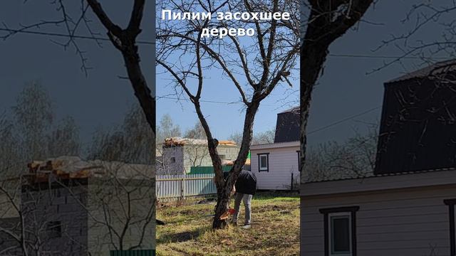 Пилим засохшее дерево #дача #пилим  #diy #дерево #shorts