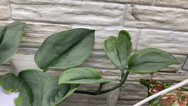 Будни цветовода | Обзор комнатных растений на стеллаже | 5 часть | 27.09.2022г. смотреть онлайн