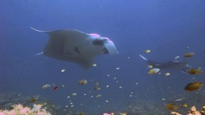 Манта (Manta Ray). Дайвинг на Симиланах 2014.