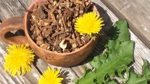 Польза и вред корня одуванчика. Рецепты