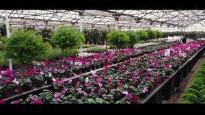 Тепличный комплекс агрофирмы «Подмосковное»