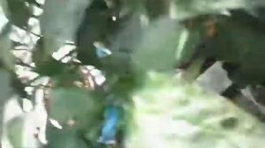 13.08.2016 г. гидропоника на даче помидор, баклажан перец, томаты созрели