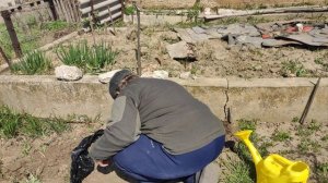 Посадка малинового дерева сорта "Королевская власть" Агромаркет24