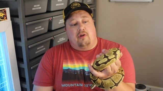 Updates on Desert Ghost Ball Python Morph, Animal Abuse, Ball Python Eggs and Moms! #reptiles