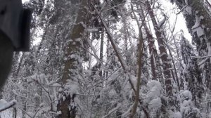 Охота с Русскими гончими на зайца 31 12 21