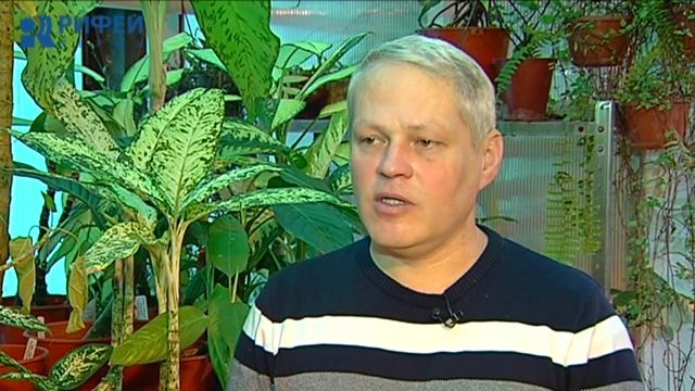 Зеленый участок. Диффенбахия смотреть онлайн